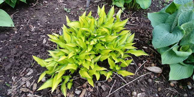 Hosta 'Cry Baby' is pictured in a garden setting with its bright yellow centres and feathered dark green margins.