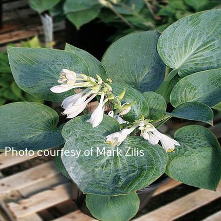 "A photo showing Hosta  'Cupatini' with blue-green cupped leaves and white flowers, part of the 'Tini' series by Mark Zilis."
