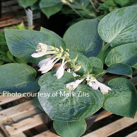 "A photo showing Hosta  'Cupatini' with blue-green cupped leaves and white flowers, part of the 'Tini' series by Mark Zilis."