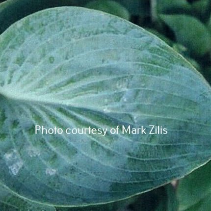 A Hosta 'Cupatini ' leaf closeup showing the beautiful frosty blue wax that defines this hosta."