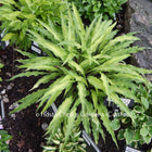 'Curly Fries' Hosta. A unique hosta with stiff, agave-like leaves that change from yellow to white. | Hosta Choice Gardens.