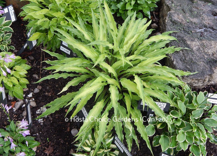 'Curly Fries' Hosta. A unique hosta with stiff, agave-like leaves that change from yellow to white. | Hosta Choice Gardens.
