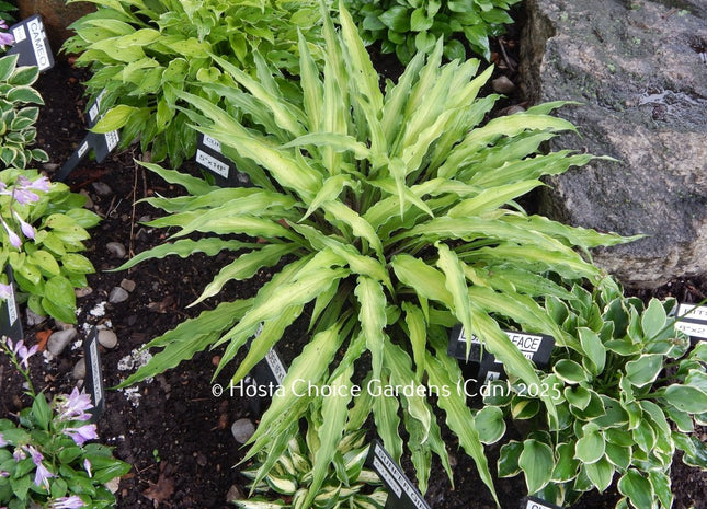 'Curly Fries' Hosta. A unique hosta with stiff, agave-like leaves that change from yellow to white. | Hosta Choice Gardens.