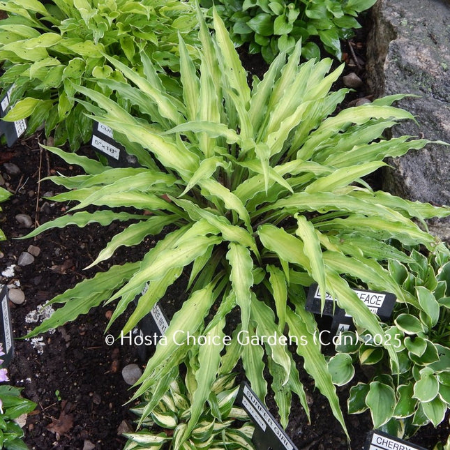 'Curly Fries' Hosta. A unique hosta with stiff, agave-like leaves that change from yellow to white. | Hosta Choice Gardens.