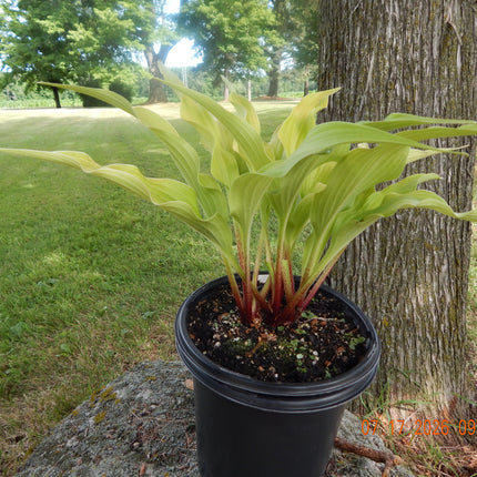 A potted hosta 'Dancing Crane' with chartreuse leaves and reddish stems, shown outdoors next to a tree trunk on a grassy lawn.