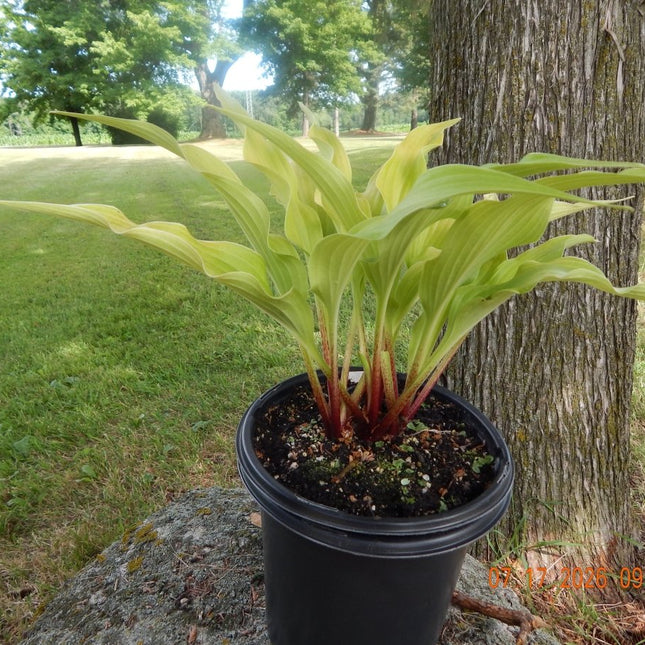 A potted hosta 'Dancing Crane' with chartreuse leaves and reddish stems, shown outdoors next to a tree trunk on a grassy lawn.