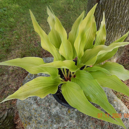 A pot of Hosta 'Dancing Crane', shown outdoors on a large gray stone in front of a tree trunk.