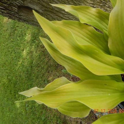 A close-up of a hosta 'Dancing  Crane' with pointed, wavy, chartreuse-yellow leaves growing outdoors near a tree trunk and grass.