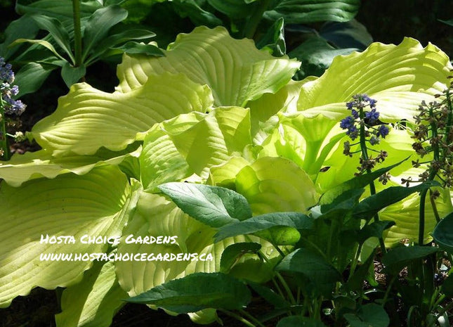 'Dancing Queen' Hosta. Its yellow foliage gradually transforms to a buttery yellow. | Hosta Choice Gardens | Canada
