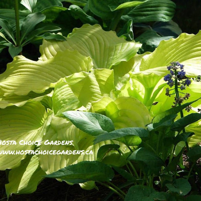 'Dancing Queen' Hosta. Its yellow foliage gradually transforms to a buttery yellow. | Hosta Choice Gardens | Canada