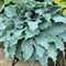 Hosta 'Dancing with Dragons' in a garden setting and displaying it's cobalt blue colour, rippled leaf margins and twisted leaf tips.
