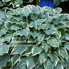 A close-up image of Hosta 'Dark Star'   with blue-green leaves and a cream margin.