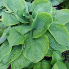 Close-up of Hosta 'David A. Haskell' showing it's gigantic heart-shaped leaves with a dark green centre and emerging gold margin.