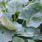 A close-up of Hosta 'Deep Waters' with large, crinkled, blue leaves that are slightly rippled.