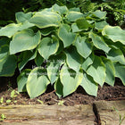 A healthy clump of Hosta 'Déjà Blu' with blue-green leaves and cream lightning bolt variegation.