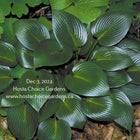 An image of Hosta 'Devon Green' showing its glossy green, heart shaped leaves and deep veining.