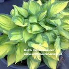 Hosta 'Dinner Mint' planted in a glazed pot and showing off its heart-shaped leaves that are dark-green with a bright yellow centre.