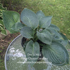 A pot of Hosta 'Dixie Cups' on a patio table and displaying its frosty blue-green leaves with heavy corrugation.