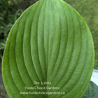 A close-up image of a large, glossy dark olive green leaf of Hosta 'Domaine de Courson'.