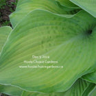 A Hosta 'Double D Cup' leaf closeup showing its Spring colouring of a dark green margin and a chartreuse centre.