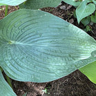 A close-up of a blue-green leaf of Hosta 'Dragon Lady' emphasizing its deep veining and pointed tip.