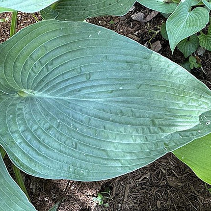 A close-up of a blue-green leaf of Hosta 'Dragon Lady' emphasizing its deep veining and pointed tip.