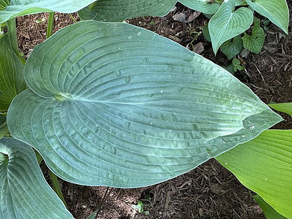 A close-up of a blue-green leaf of Hosta 'Dragon Lady' emphasizing its deep veining and pointed tip.