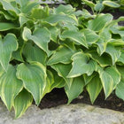 Hosta 'Drew's Standard' displayed in a garden bed just behind a large sunken rock.