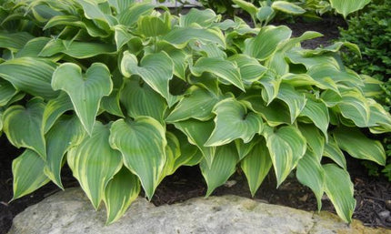 Hosta 'Drew's Standard' displayed in a garden bed just behind a large sunken rock.