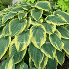 Hosta 'Drop-dead Gorgeous' displayed in a garden setting and giving viewers a first hand look at its ruffled heart-shaped leaves.