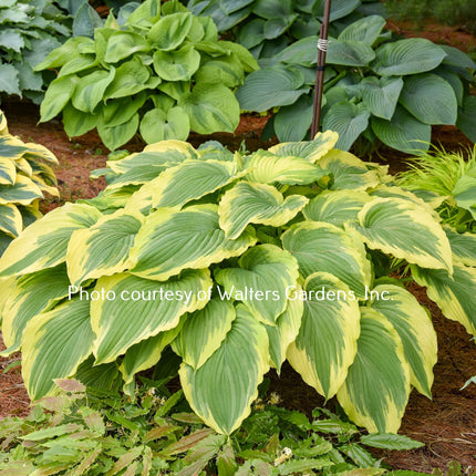 Hosta 'Drop-dead Gorgeous' in a garden settings beside other large hostas that compliment its variegated foliage.