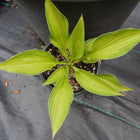 Hosta 'Dylan's Dilly' in a nursery pot in early summer showing a chartreuse centre and light green margin.