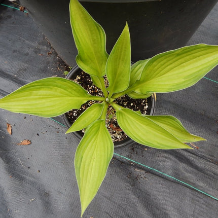 Hosta 'Dylan's Dilly' in a nursery pot in early summer showing a chartreuse centre and light green margin.