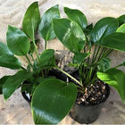 An image of two pots of Hosta 'Eco Mirror' sitting on a towel and showing off its glossy dark green leaves.
