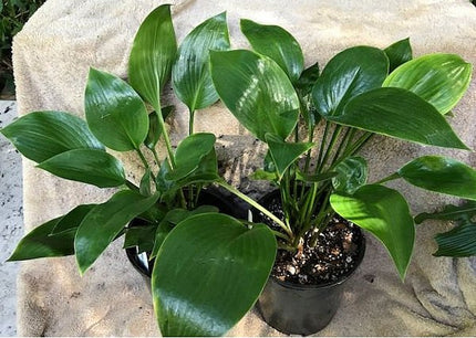 An image of two pots of Hosta 'Eco Mirror' sitting on a towel and showing off its glossy dark green leaves.