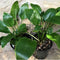 An image of two pots of Hosta 'Eco Mirror' sitting on a towel and showing off its glossy dark green leaves.