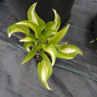 Hosta 'Emerald Necklace' displayed in a nursery pot and emphasizing its early Spring colouring and twisted foliage.