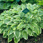 A mature clump of Hosta 'Emma' displayed in the Van Wade gardens.