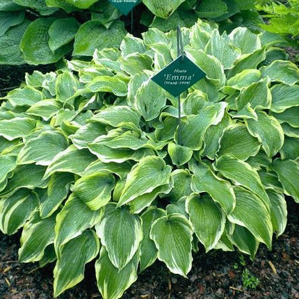 A mature clump of Hosta 'Emma' displayed in the Van Wade gardens.