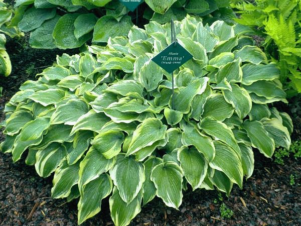 A mature clump of Hosta 'Emma' displayed in the Van Wade gardens.