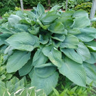 A five year old clump of Hosta 'Empress Wu' on display in the gardens of Hosta Choice.