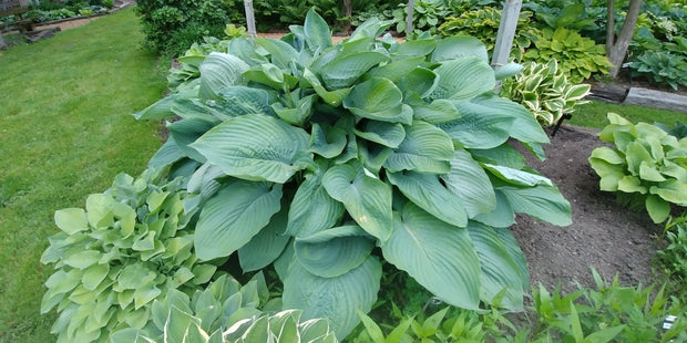 A five year old clump of Hosta 'Empress Wu' on display in the gardens of Hosta Choice.