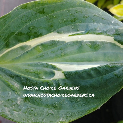 A close-up of the colouring on a leaf of Hosta 'Erotica'.