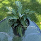 Hosta 'Erotica' displayed in a pot on a patio table and showing its beautiful leaf variegation. 