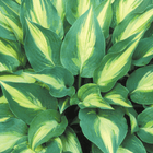 A close-up image of  variegated Hosta 
'Extasy' with blue-green leaves and creamy white centres.