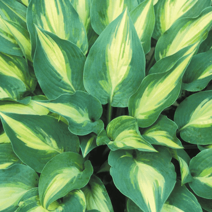 A close-up image of  variegated Hosta 
'Extasy' with blue-green leaves and creamy white centres.