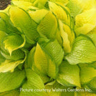 Hosta 'Eye Declare' a vibrant and unique hosta with glossy pale yellow leaves with a delicate green edge, forming a large mound.
