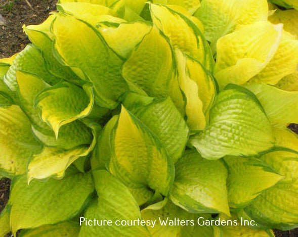Hosta 'Eye Declare' a vibrant and unique hosta with glossy pale yellow leaves with a delicate green edge, forming a large mound.