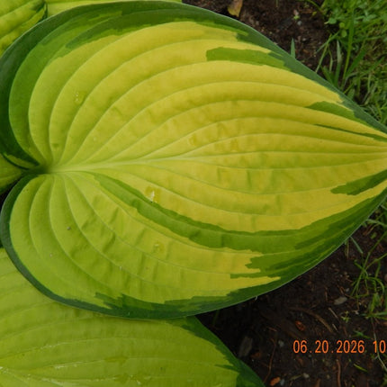 Close-up of a leaf of Hosta 'Eye Declare' showing the bright yellow centre and two-toned green margin.
