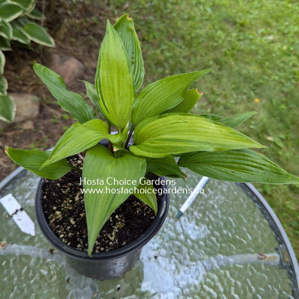 Hosta 'Eye Of The Dragon' sitting in a pot on a patio table displaying its pointed leaves that have a chartreuse centre.